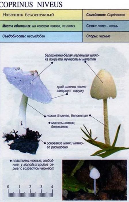 Описание на снежнобялата капачка с мастило