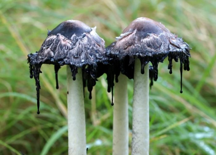 Много стар торни бръмбар