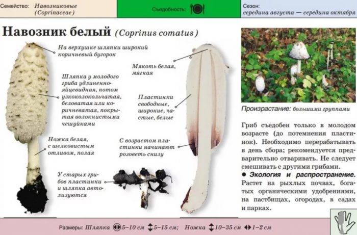 Описание на белия торен бръмбар