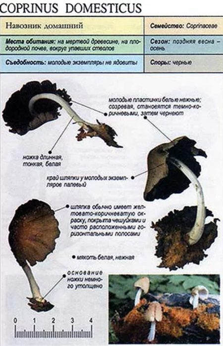 Описание на домашния торния бръмбар