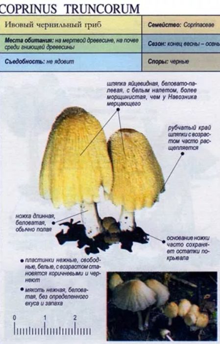 Гъба с мастилени капачки от върба