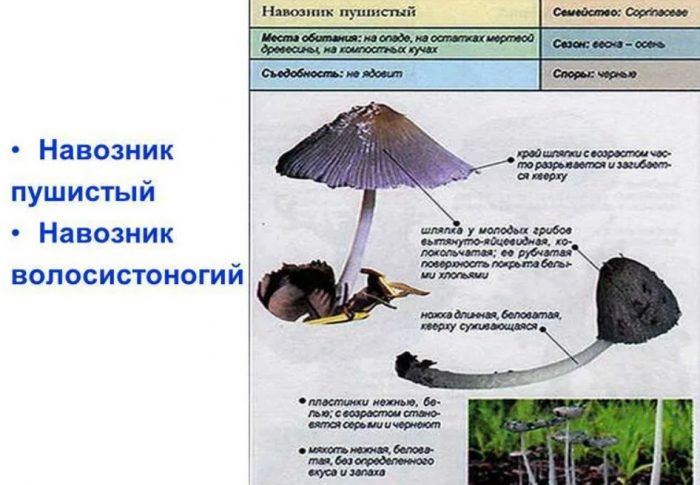 Описание на торния бръмбар