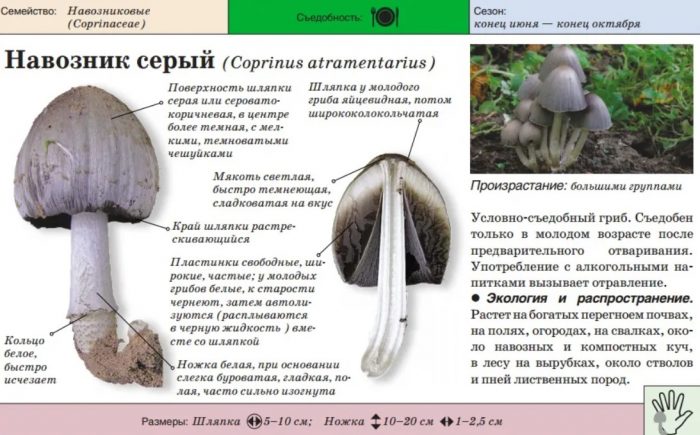 Описание на сивия торен бръмбар