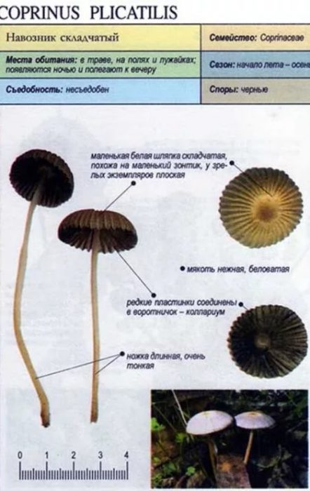 Описание на торния бръмбар
