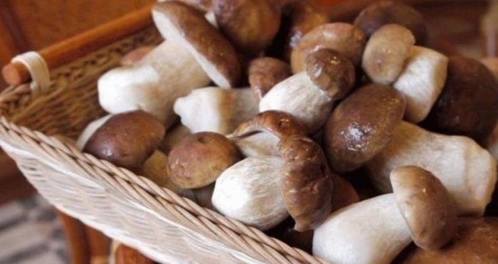 Сурови манатарки