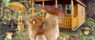 Отглеждане на гъби порчини в градината