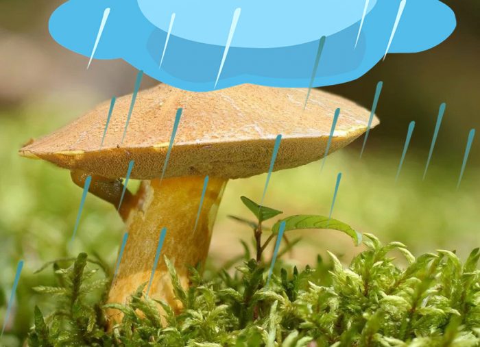 Маслена чиния след дъжд