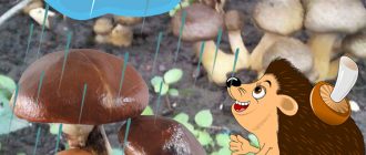 Пеперуди, дъжд и таралеж