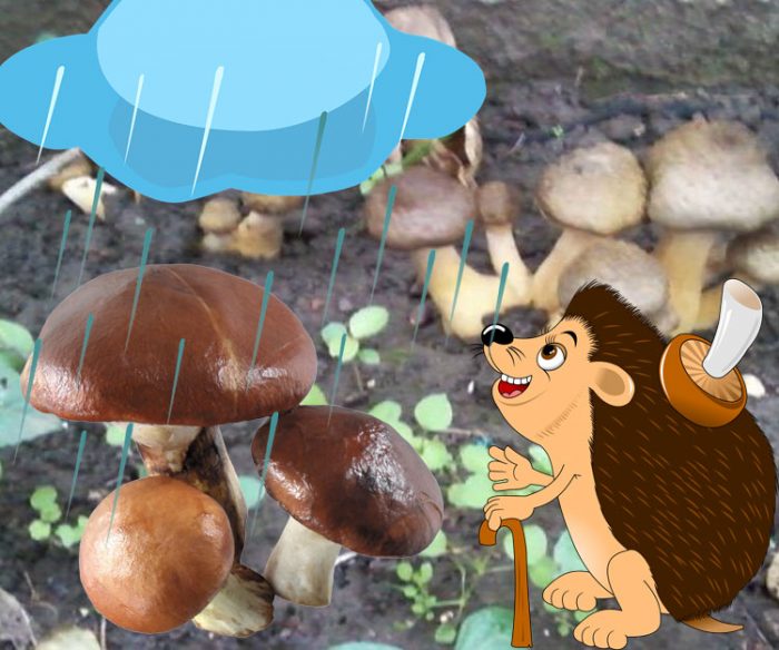 Пеперуди, дъжд и таралеж