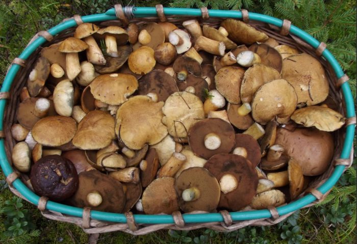 Кошница с маслени гъби