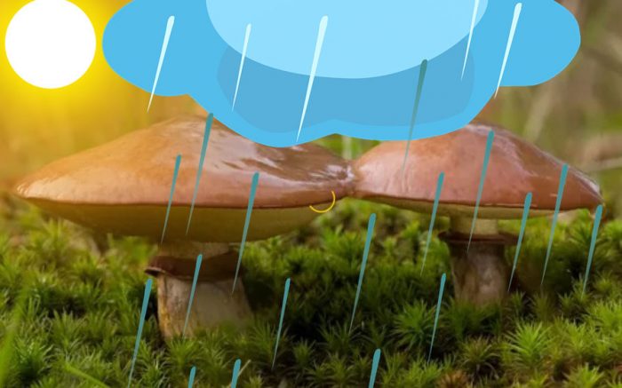 Пеперуди в дъжда и слънцето