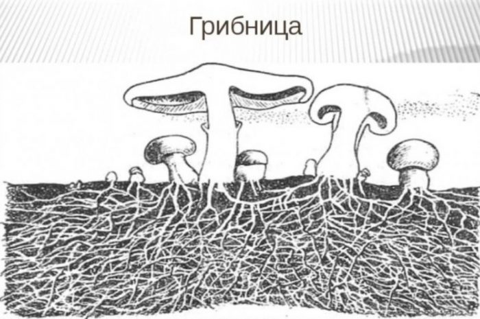 Мицел от маслена гъба