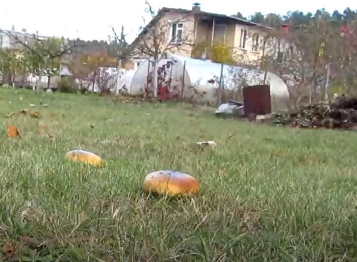 Пеперуди на вилата