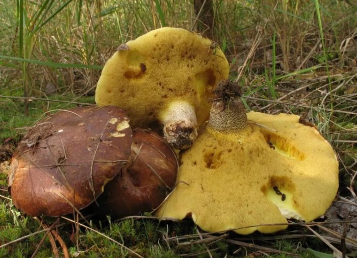 Стари маслени гъби в гората