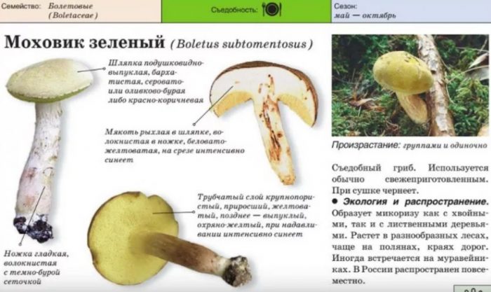 Зелен манатарка Описание на зеления манатарка