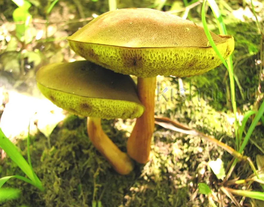 Два зелени маховика