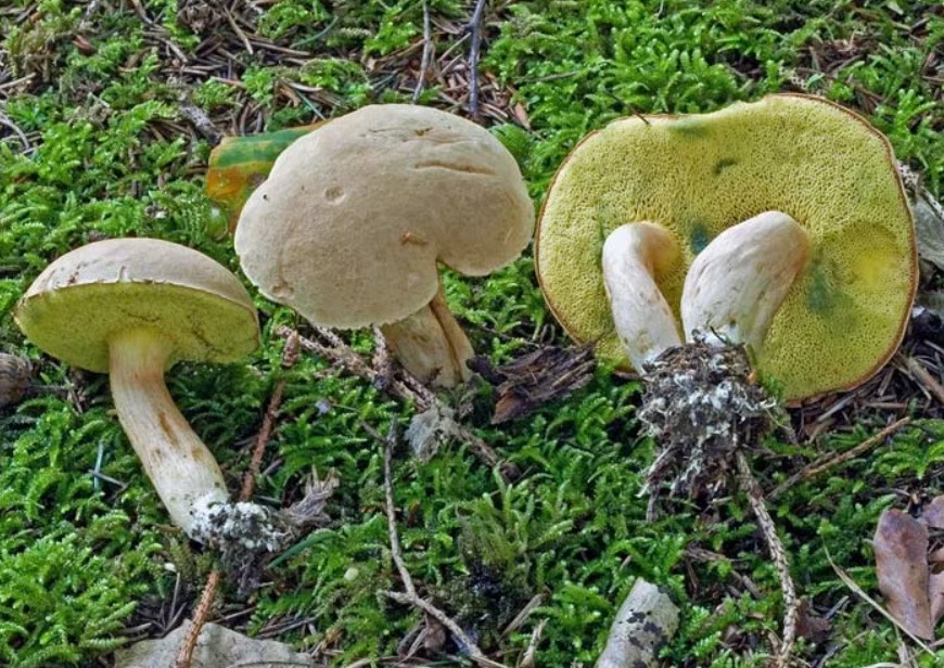 Зелени манатарки в мъха