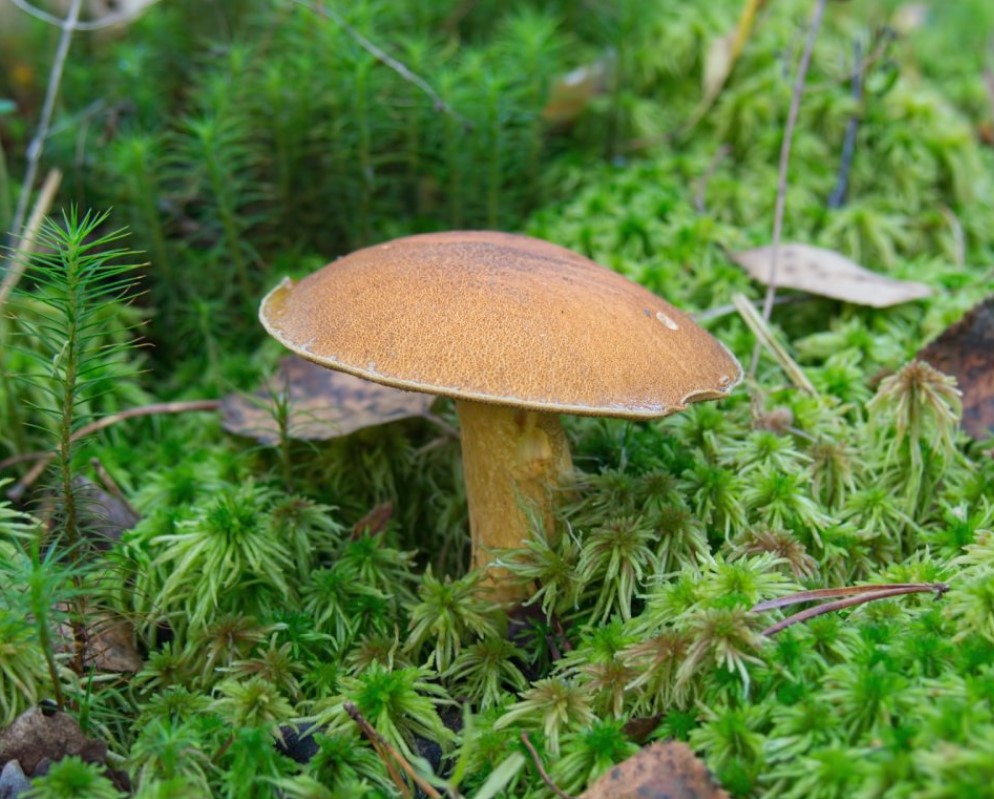 Зелен манатарка