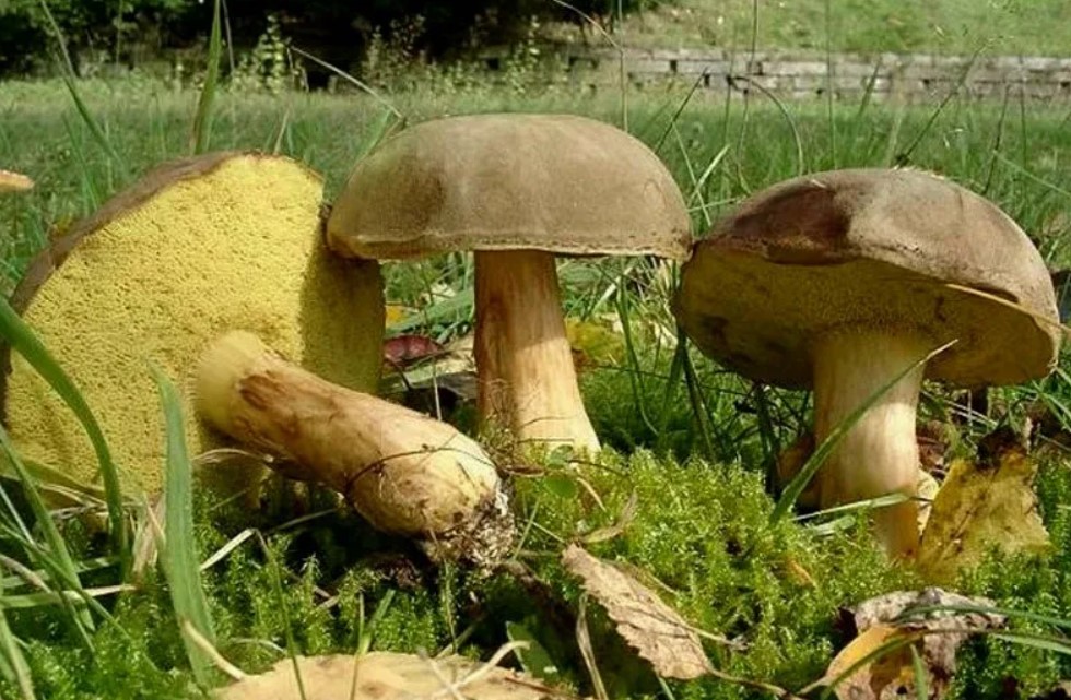 Семейство мъхови мухи