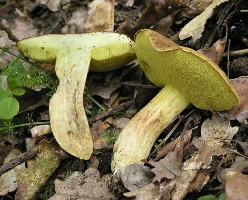 Манатарки в напречно сечение