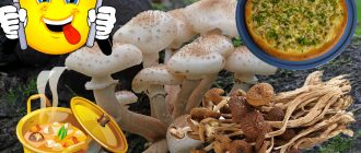 Как да готвим сушени медени гъби