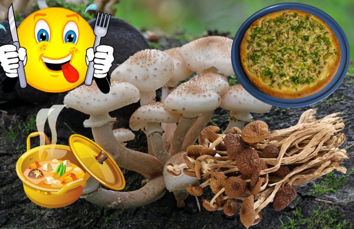 Как да готвим сушени медени гъби