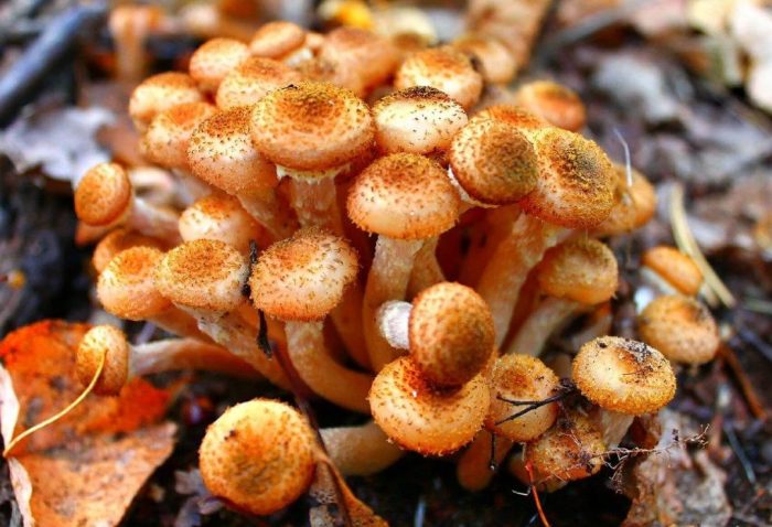 Медени гъби на дърво