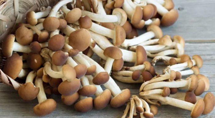 Събрани медени гъби