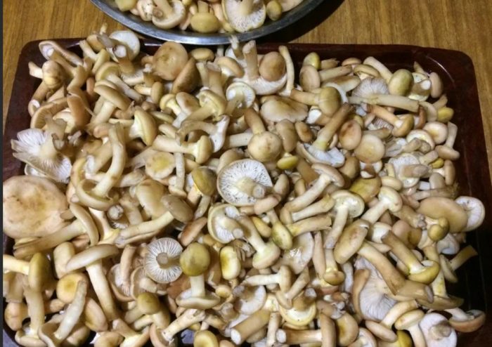 Измити медени гъби
