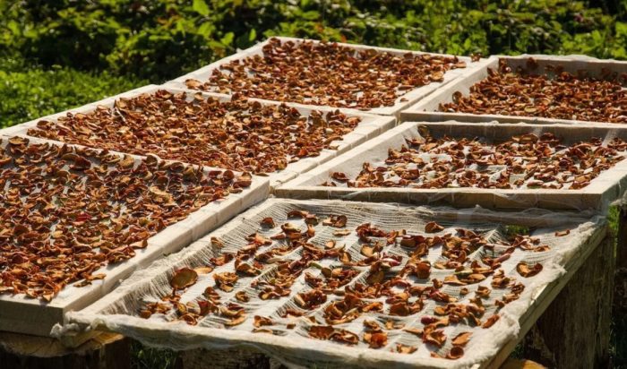 Как да сушим медени гъби на слънце