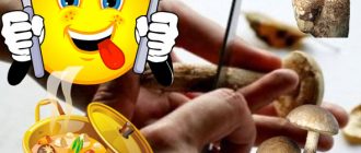 Почистване на трепетликови и брезови манатарки