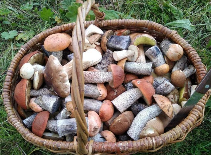 Гъби в кошница