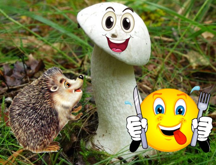 Белите трепетлики са вкусни гъби.