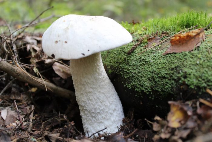 Бяла гъба от трепетлика до дърво