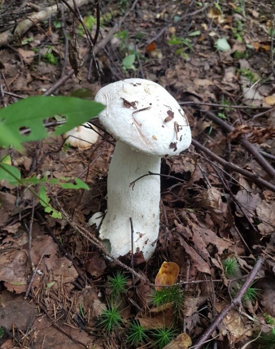 Албинос гъба