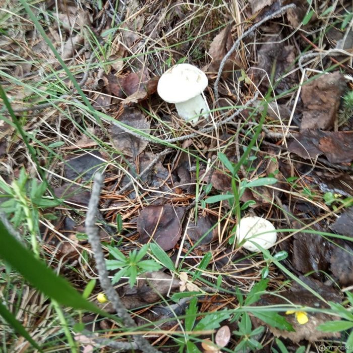 Как растат албиносите подосници?