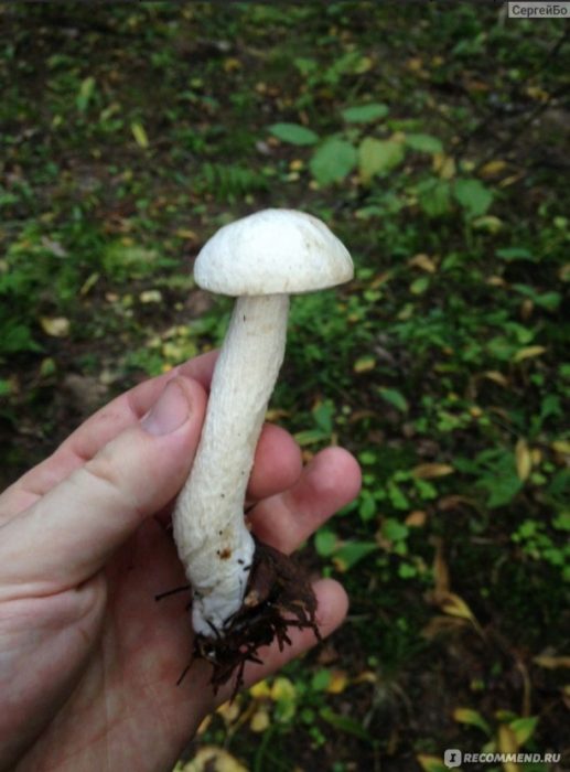 Бяла трепетлика гъба