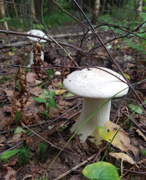 бели трепетликови гъби в гората