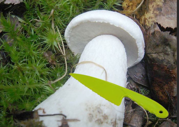 Почистване на трепетлика