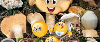 Семейство таралежи