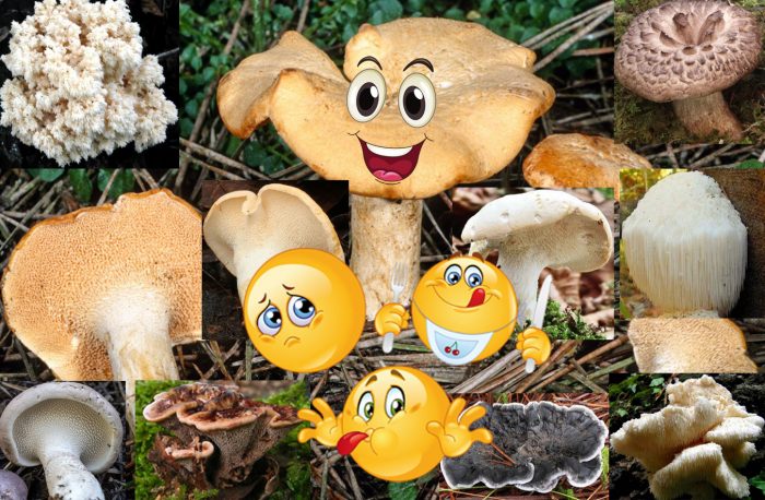 Семейство таралежи