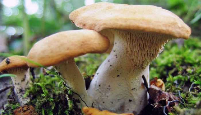 Таралеж гъба в гората