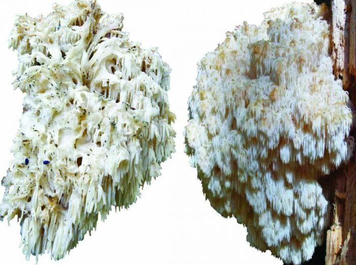 Алпийска гъба таралеж