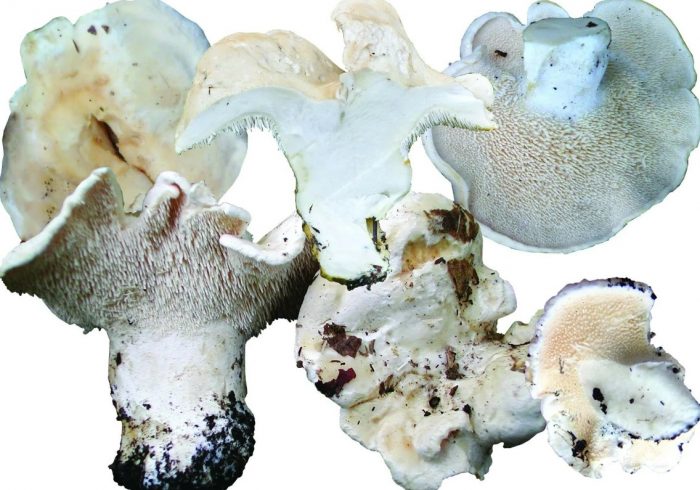 Херициум алба