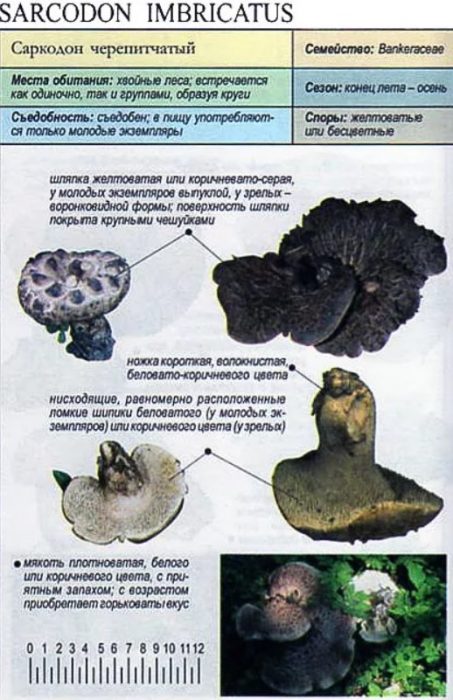 Описание на пъстрата гъба таралеж