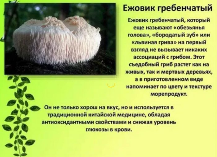 Описание на гъбата с лъвски гребен