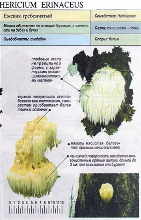 Как изглежда гъбата Лъвска грива?