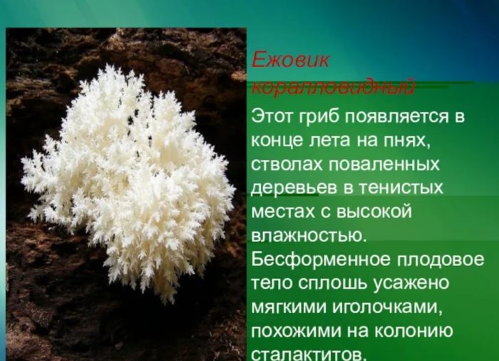 Коралов таралеж