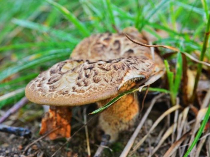 гъба таралеж