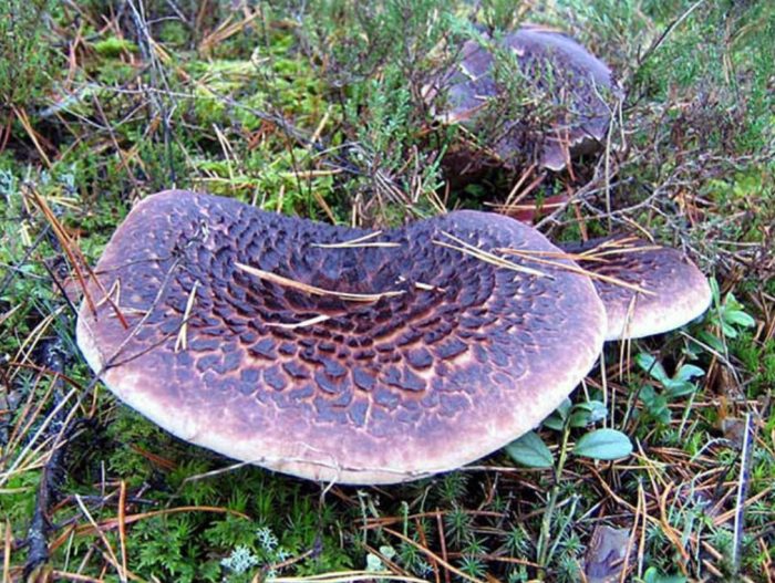 Пъстра гъба таралеж